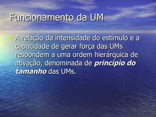 Funcionamento da UM A relação da intensidade do estímulo e a capacidade de gerar força das UMs respondem a uma ordem hierárquica de ativação, denominada de  princípio do tamanho  das UMs. 