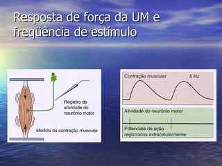 Resposta de força da UM e freqüência de estímulo 