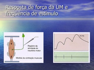 Resposta de força da UM e freqüência de estímulo 