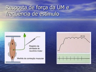 Resposta de força da UM e freqüência de estímulo 