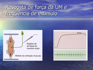 Resposta de força da UM e freqüência de estímulo 