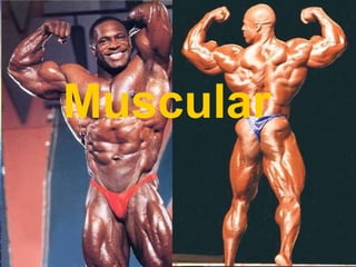 Muscular 