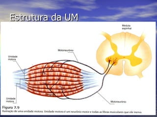 Estrutura da UM 