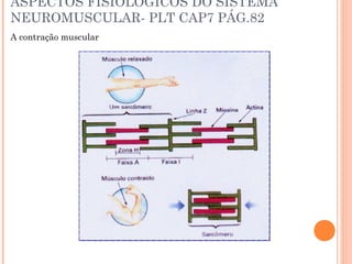 ASPECTOS FISIOLOGICOS DO SISTEMA
NEUROMUSCULAR- PLT CAP7 PÁG.82
A contração muscular
 