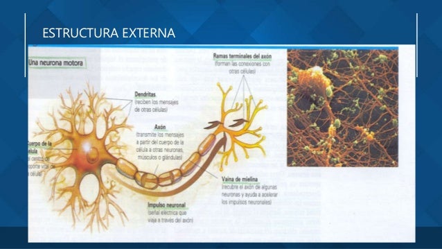 ESTRUCTURA EXTERNA
 