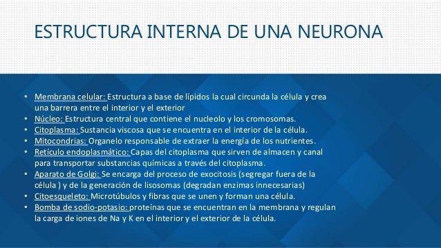 ESTRUCTURA INTERNA DE UNA NEURONA
• Membrana celular: Estructura a base de lípidos la cual circunda la célula y crea
una b...