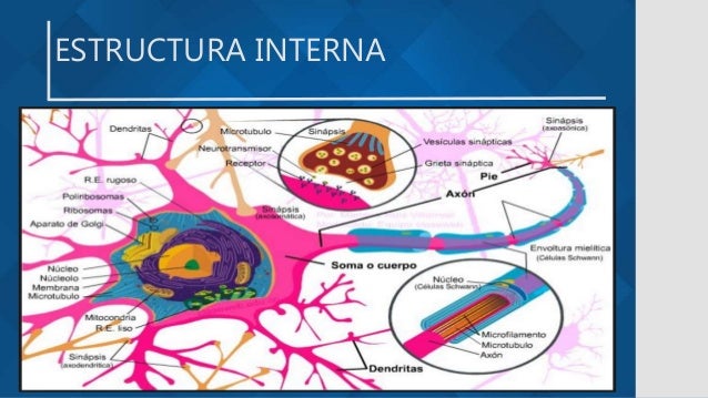 ESTRUCTURA INTERNA
 