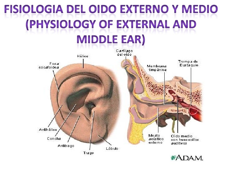 Fisiologia oido externo y medio
