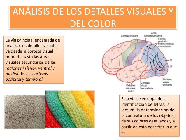 Resultado de imagen para manchas de color en la corteza visual