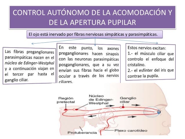 CONTROL AUTÓNOMO DE LA ACOMODACIÓN Y
DE LA APERTURA PUPILAR
El ojo está inervado por fibras nerviosas simpáticas y parasim...