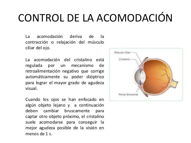 Cuando los ojos modifican repentinamente la distancia de su punto de
fijación, el cristalino cambia su potencia de la form...