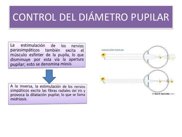 REFLEJO PUPILAR FOTOMOTOR
Cuando la luz ilumina los ojos,
las pupilas se contraen,
reacción llamada reflejo
pupilar fotomo...