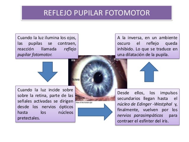 REFLEJOS O REACCIONEARES PUPILARES EN LAS
ENFERMADADES DEL SISTEMA NERVIOSO
CENTRAL
Unas cuantas enfermedades del sistema ...