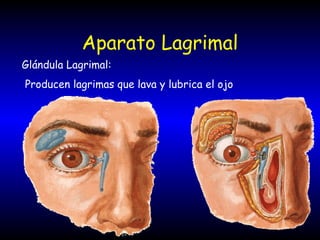 Aparato Lagrimal Glándula Lagrimal: Producen lagrimas que lava y lubrica el ojo 