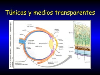 Túnicas y medios transparentes 