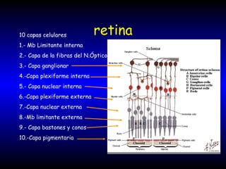retina 10 capas celulares 1.- Mb Limitante interna  2.- Capa de la fibras del N.Óptico 3.- Capa ganglionar  4.-Capa plexiforme interna 5.- Capa nuclear interna  6.-Capa plexiforme externa 7.-Capa nuclear externa 8.-Mb limitante externa 9.- Capa bastones y conos 10.-Capa pigmentaria 