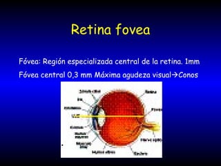 Retina fovea Fóvea: Región especializada central de la retina. 1mm Fóvea central 0,3 mm Máxima agudeza visual  Conos 