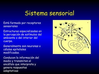 Sistema sensorial Está formado por receptores sensoriales Estructuras especializadas en la percepción de estímulos del ambiente o del interior del cuerpo. Generalmente son neuronas o células epiteliales modificadas. Conducen la información del medio y transmiten al encéfalo que interpreta y genera respuestas adaptativas 