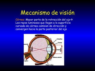 Mecanismo   de   visión Córnea:  Mayor parte de la retracción del ojo    Los rayos luminosos que llegan a la superficie curvada de córnea cambian de dirección y convergen hacia la parte posterior del ojo 