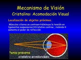 Mecanismo de Visión Cristalino: Acomodación Visual Localización de objetos próximos. Músculos ciliares se contraen  diminuye la tensión en ligamentos suspensores  Cristalino contrae , redondo   aumenta el poder de reflección 