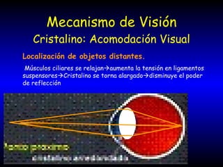 Mecanismo de Visión Cristalino: Acomodación Visual Localización de objetos distantes. Músculos ciliares se relajan  aumenta la tensión en ligamentos suspensores  Cristalino se torna alargado  disminuye el poder de reflección 