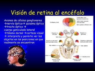 Visión de retina al encéfalo Axones de células ganglionares   nervio óptico   quiasma óptico   tracto óptico     cuerpo geniculado lateral   tálamo dorsal   corteza visual    interpreta y permite ver los objetos en las posiciones en que realmente se encuentran 