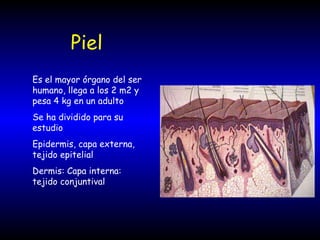 Piel Es el mayor órgano del ser humano, llega a los 2 m2 y pesa 4 kg en un adulto Se ha dividido para su estudio Epidermis, capa externa, tejido epitelial Dermis: Capa interna: tejido conjuntival 