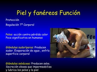 Piel y fanéreos Función Protección Regulación Tº Corporal Pelos : acción contra pérdida calor Poco significativa en humanos Glándulas sudoríparas:  Producen sudor. Evaporación de agua , enfría superficie corporal Glándulas sebáceas : Producen sebo. Secreción oleosa que impermeabiliza y lubrica los pelos y la piel 
