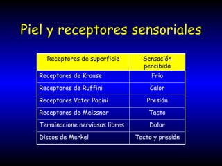 Piel y receptores sensoriales Tacto y presión Discos de Merkel Dolor Terminacione nerviosas libres Tacto Receptores de Meissner Presión Receptores Vater Pacini Calor Receptores de Ruffini Frío Receptores de Krause Sensación percibida Receptores de superficie 