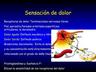 Sensación de dolor Receptores de dolor Terminaciones nerviosas libres Piel, periostio,Paredes arteriales,superficies articulares, la duramadre Dolor agudo:  Estímulo mecánico y térmico Dolor Sordo:  Estímulo químico Bradicinina-Serotonina:  Exita el dolor  y su concentración está directamente relacionada con el grado de daño tisular Prostaglandinas y Sustancia P : Elevan la sensibilidad de los receptores del dolor 