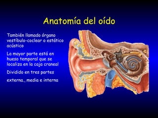 Anatomía del oído También llamado órgano vestíbulo-coclear o estático acústico La mayor parte está en hueso temporal que se localiza en la caja craneal Dividido en tres partes  externa., media e interna 