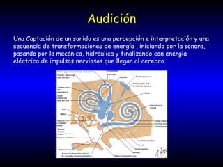 Audición Una Captación de un sonido es una percepción e interpretación y una secuencia de transformaciones de energía , iniciando por la sonora, pasando por la mecánica, hidráulica y finalizando con energía eléctrica de impulsos nerviosos que llegan al cerebro 