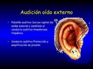 Audición oído externo Pabellón auditivo Surcos captan las ondas sonoras y canalizan al conducto auditivo  membrana timpánica Conducto auditivo Protección y amplificación de presión 