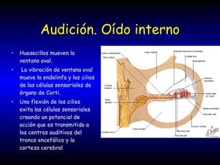Audición. Oído interno Huesecillos mueven la ventana oval. La vibración de ventana oval mueve la endolinfa y los cilios de las células sensoriales de órgano de Corti. Una flexión de los cilios exita las células sensoriales creando un potencial de acción que es transmitido a los centros auditivos del tronco encefálico y la corteza cerebral 