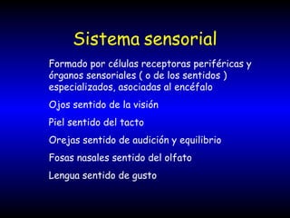Sistema   sensorial Formado por células receptoras periféricas y órganos sensoriales ( o de los sentidos ) especializados, asociadas al encéfalo Ojos sentido de la visión Piel sentido del tacto Orejas sentido de audición y equilibrio Fosas nasales sentido del olfato Lengua sentido de gusto 