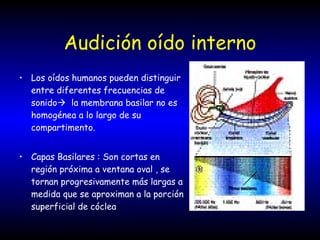 Audición oído interno Los oídos humanos pueden distinguir entre diferentes frecuencias de sonido    la membrana basilar no es homogénea a lo largo de su compartimento. Capas Basilares : Son cortas en región próxima a ventana oval , se tornan progresivamente más largas a medida que se aproximan a la porción superficial de cóclea 