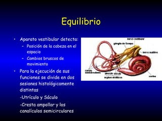 Equilibrio Aparato vestibular detecta: Posición de la cabeza en el espacio Cambios bruscos de movimiento Para la ejecución de sus funciones se divide en dos sesiones histológicamente distintas -Utrículo y Sáculo -Cresta ampollar y los canalículos semicirculares 
