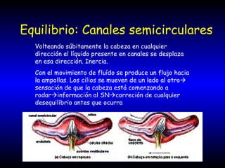 Equilibrio: Canales semicirculares Volteando súbitamente la cabeza en cualquier dirección el líquido presente en canales se desplaza en esa dirección. Inercia. Con el movimiento de fluído se produce un flujo hacia la ampollas. Los cilios se mueven de un lado al otro   sensación de que la cabeza está comenzando a rodar  información al SN  correción de cualquier desequilibrio antes que ocurra 