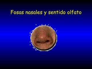 Fosas nasales y sentido olfato 