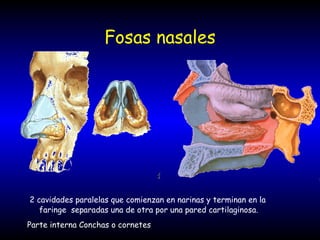 Fosas nasales 2 cavidades paralelas que comienzan en narinas y terminan en la faringe  separadas una de otra por una pared cartilaginosa. Parte interna Conchas o cornetes 