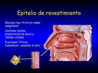 Epitelio de revestimiento Mucosa roja   rica en vasos sanguíneos Contiene células productoras de muco y células ciliadas Funciones: Filtrar, humedecer, calentar el aíre 