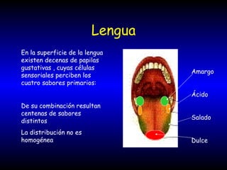 Lengua En la superficie de la lengua existen decenas de papilas gustativas , cuyas células sensoriales perciben los cuatro sabores primarios: De su combinación resultan centenas de sabores distintos La distribución no es homogénea Amargo Ácido Salado Dulce 