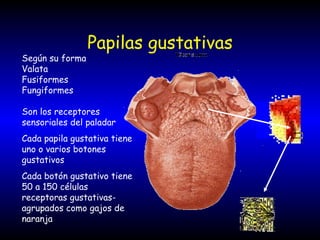 Papilas gustativas Según su forma  Valata Fusiformes Fungiformes Son los receptores sensoriales del paladar Cada papila gustativa tiene uno o varios botones gustativos Cada botón gustativo tiene 50 a 150 células receptoras gustativas-agrupados como gajos de naranja 
