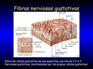 Fibras nerviosas gustativas Entre las células gustativas de una papila hay una red de 2 ó 3 F. Nerviosas gustativas   estimuladas por las propias células gustativas 