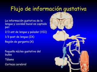 Flujo de información gustativa La información gustativa de la lengua y cavidad bucal es captada por: 2/3 ant de lengua y paladar (VII) 1/3 post de lengua (IX) Región de garganta (X) Pequeño núcleo gustativo del bulbo Tálamo Corteza cerebral 