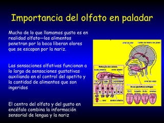 Importancia del olfato en paladar Mucho de lo que llamamos gusto es en realidad olfato—los alimentos penetran por la boca liberan olores que se escapan por la nariz. Las sensaciones olfativas funcionan a lo largo de sensaciones gustativas auxiliando en el control del apetito y la cantidad de alimentos que son ingeridos El centro del olfato y del gusto en encéfalo combina la información sensorial de lengua y la nariz 