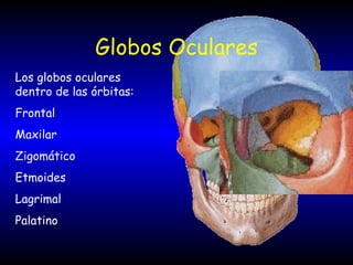 Globos Oculares Los globos oculares dentro de las órbitas: Frontal Maxilar Zigomático Etmoides  Lagrimal  Palatino 