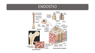 FISIOLOGIA OSEA.pptx