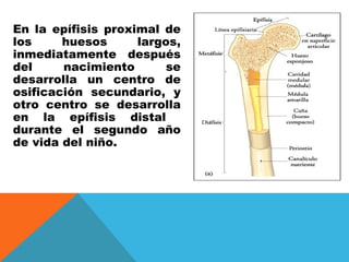 En la epífisis proximal de los huesos largos, inmediatamente después del nacimiento se desarrolla un centro de osificación...