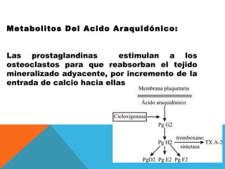 Metabolitos Del Acido Araquidónico:  Las prostaglandinas  estimulan a los osteoclastos para que reabsorban el tejido miner...
